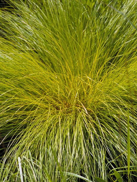 Prairie Dropseed (Sporobolus heterolepis)