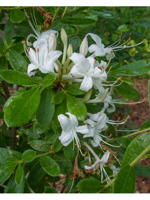 Swamp Azalea (Rhododendron viscosum)