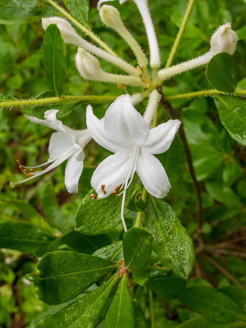 Swamp Azalea (Rhododendron viscosum)
