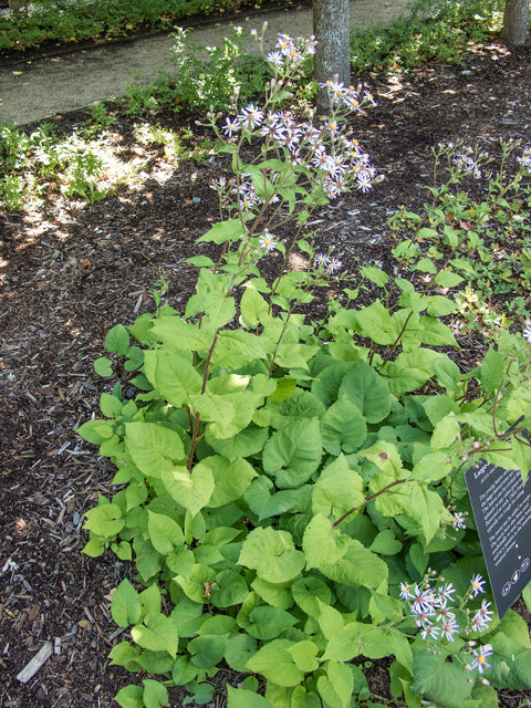 Mel's Soft Landings Plant Kit