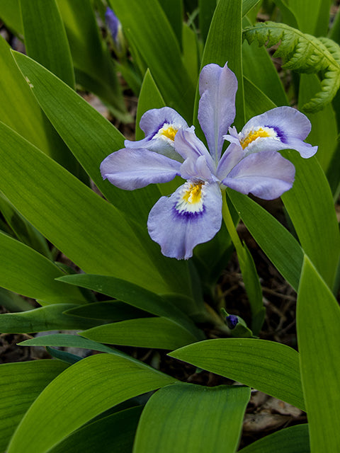 Dwarf Crested Iris (Iris cristata)