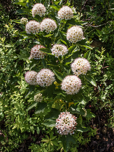 Common Ninebark (Physocarpus opulifolius)