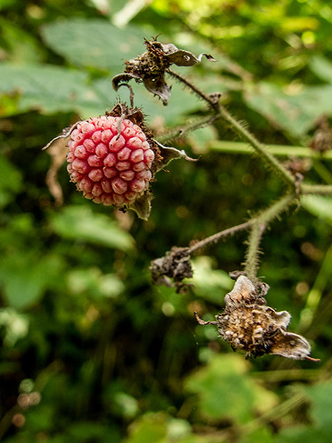 Purple Flowering Raspberry (Rubus odoratus)