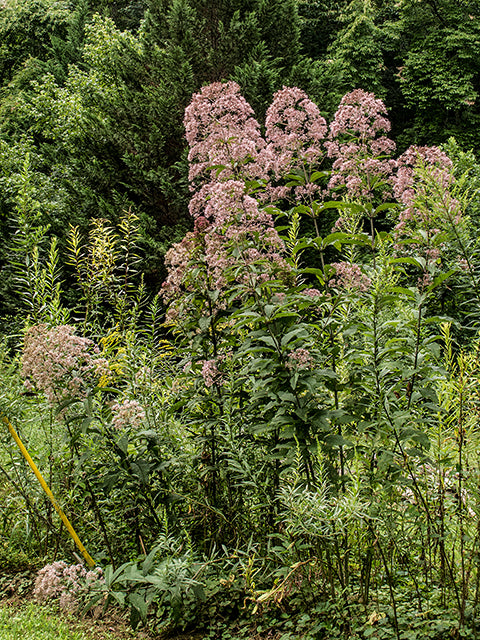 Trumpetweed (Eutrochium fistulosum)