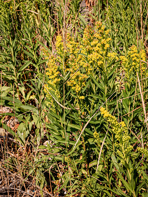 Seaside Goldenrod (Solidago sempervirens)