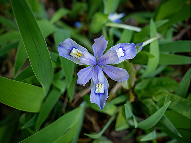Dwarf Crested Iris (Iris cristata)