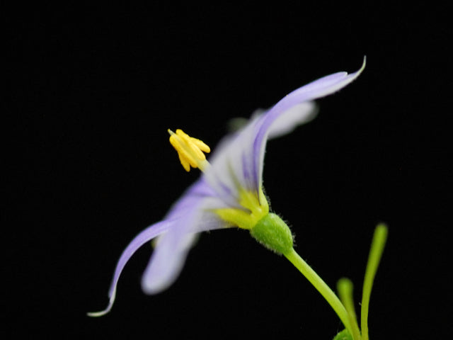 Blue-Eyed Grass (Sisyrinchium bermudiana)