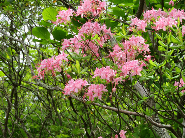 Roseshell Azalea (Azalea prinophyllum; Rhododendron roseum)