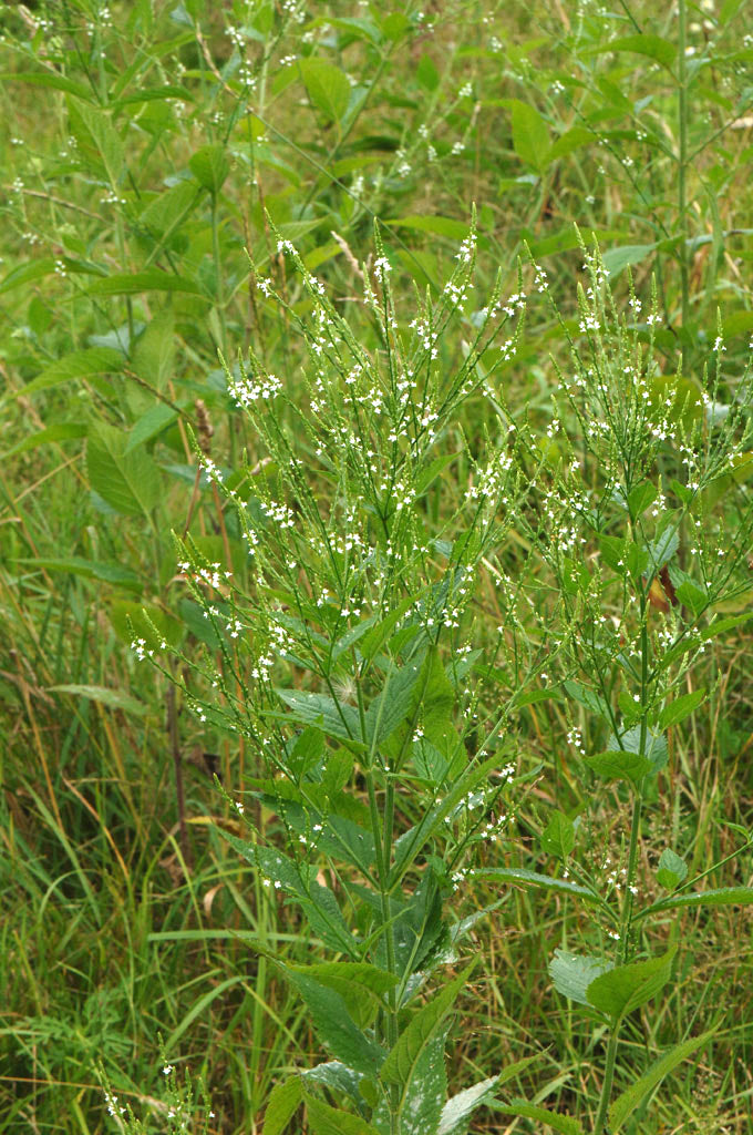 White Vervain (Verbena urticifolia)