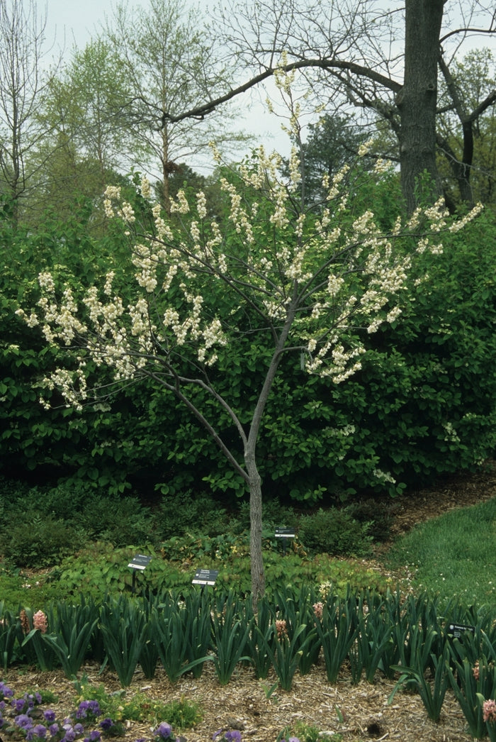 Carolina Silverbell (Halesia carolina)