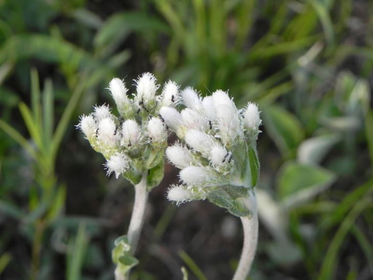 Pussytoes (Antennaria plantaginifolia)