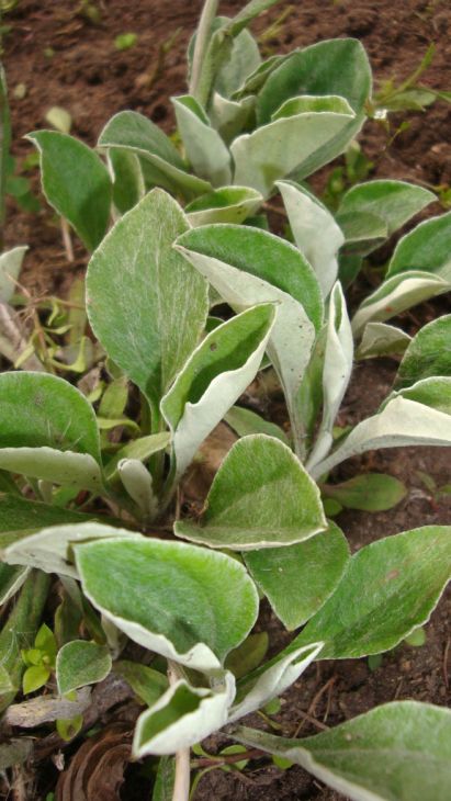 Pussytoes (Antennaria plantaginifolia)