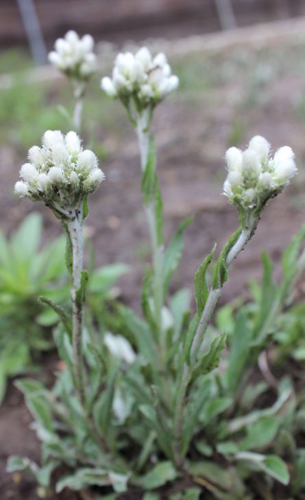 Pussytoes (Antennaria plantaginifolia)