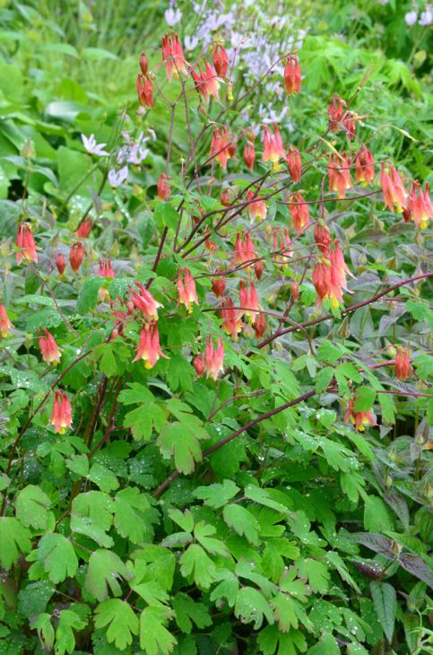 Mel's Soft Landings Plant Kit
