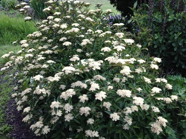 Witherod Viburnum (Viburnum cassinoides)