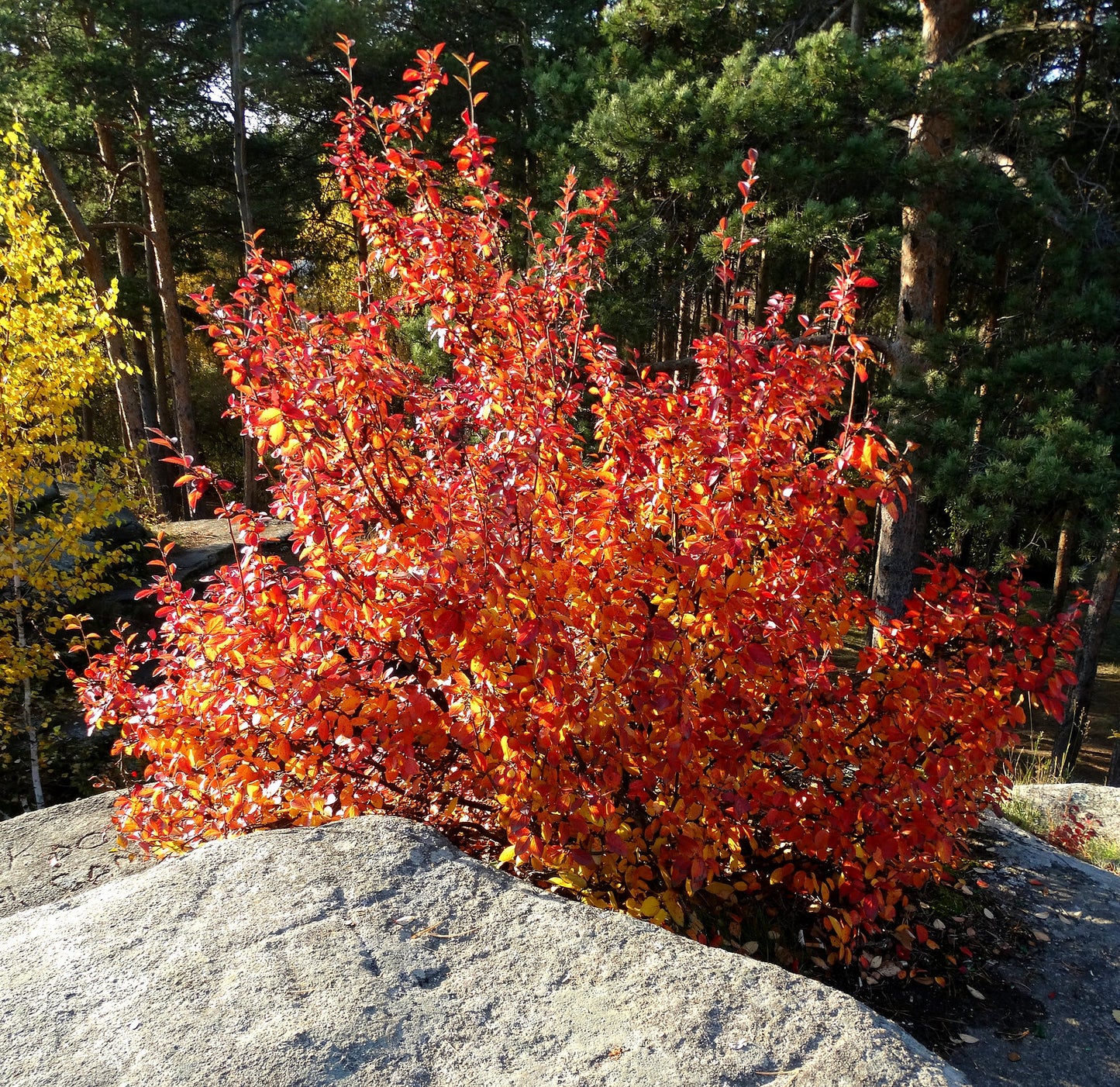 Running Serviceberry (Amelanchier stolonifera)