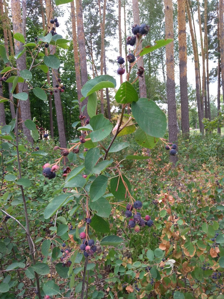 Running Serviceberry (Amelanchier stolonifera)