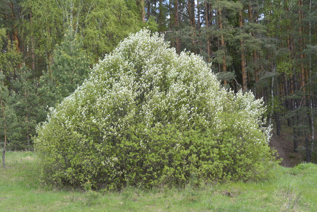 Running Serviceberry (Amelanchier stolonifera)
