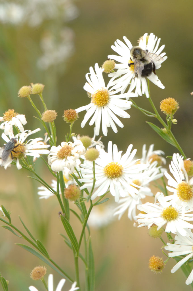 False Aster (Boltonia asteroides)