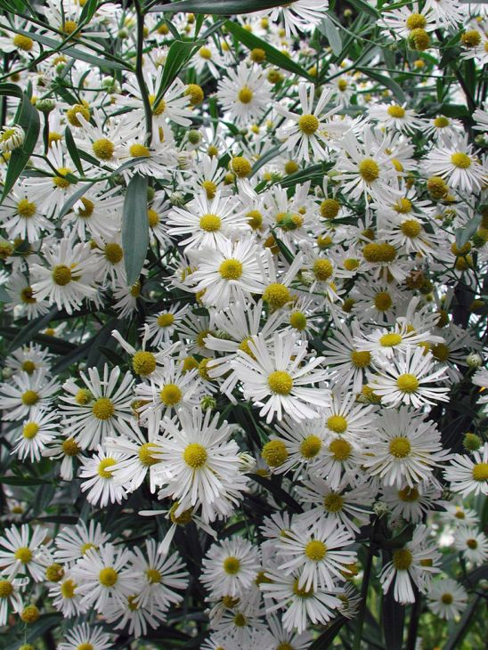 False Aster (Boltonia asteroides)