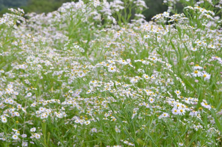 False Aster (Boltonia asteroides)