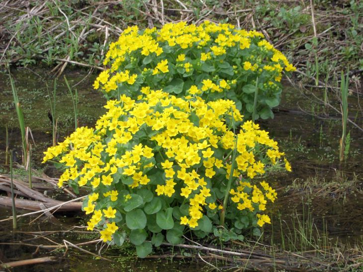 Marsh Marigold (Caltha palustris)