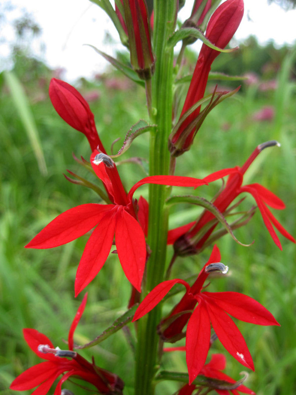 Red Cardinal Flower (Lobelia cardinalis)