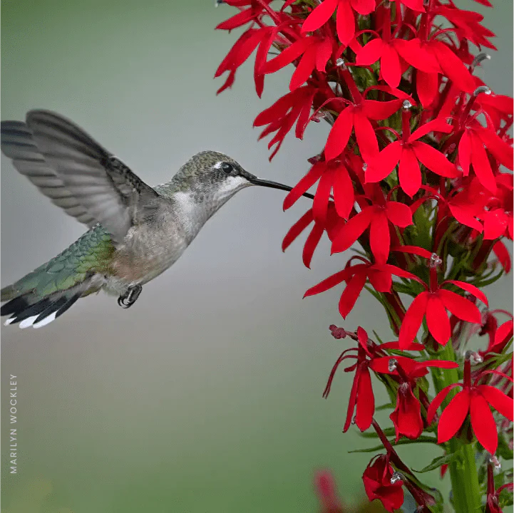 Red Cardinal Flower (Lobelia cardinalis)
