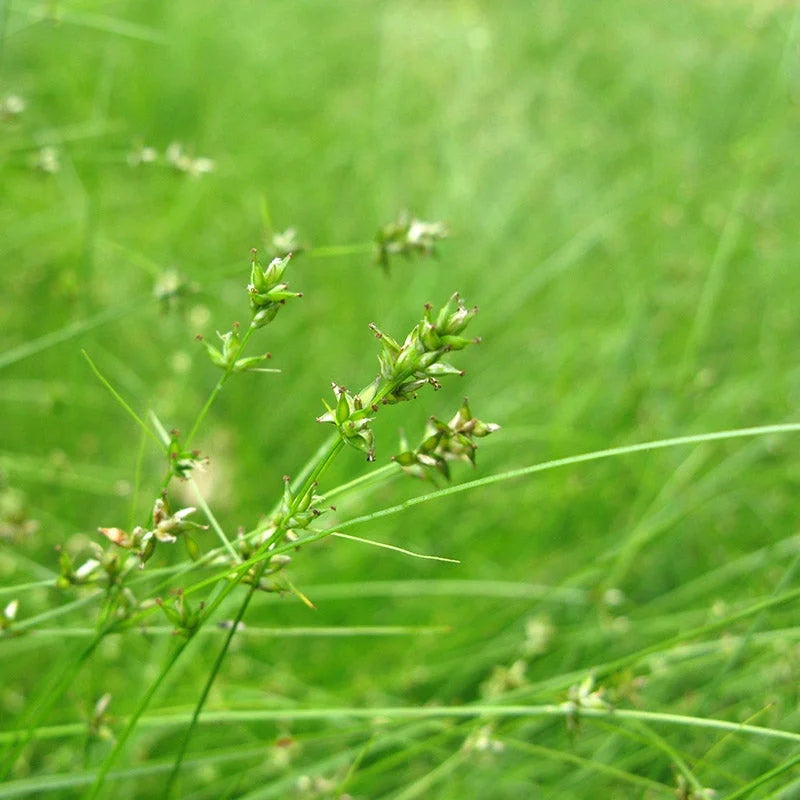Appalachian Sedge (Carex appalachica)