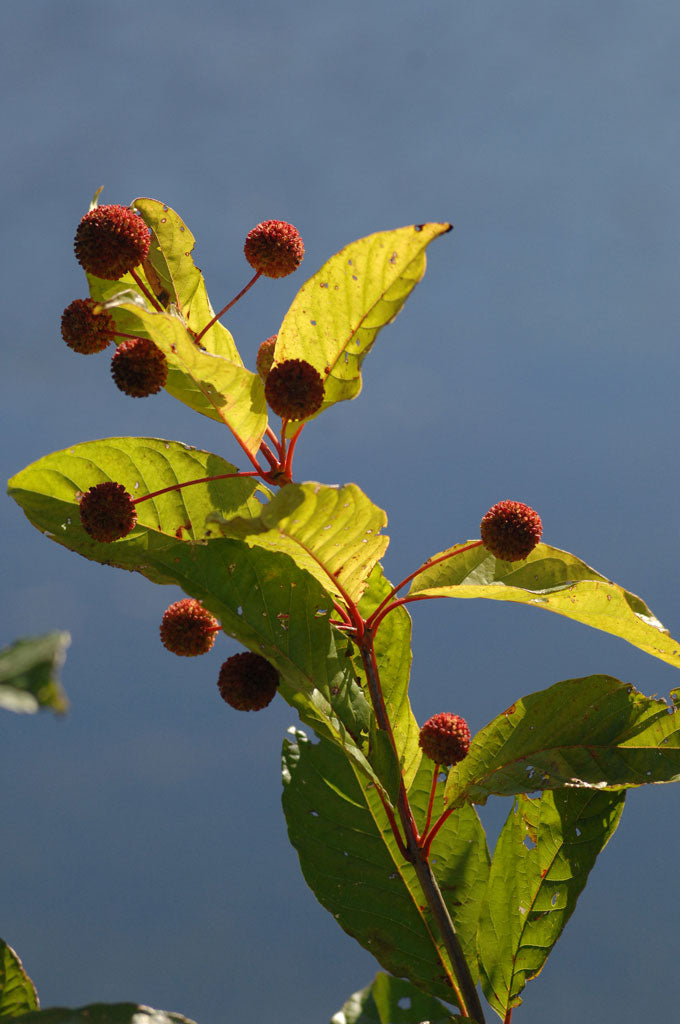 Buttonbush (Cephalanthus occidentalis)