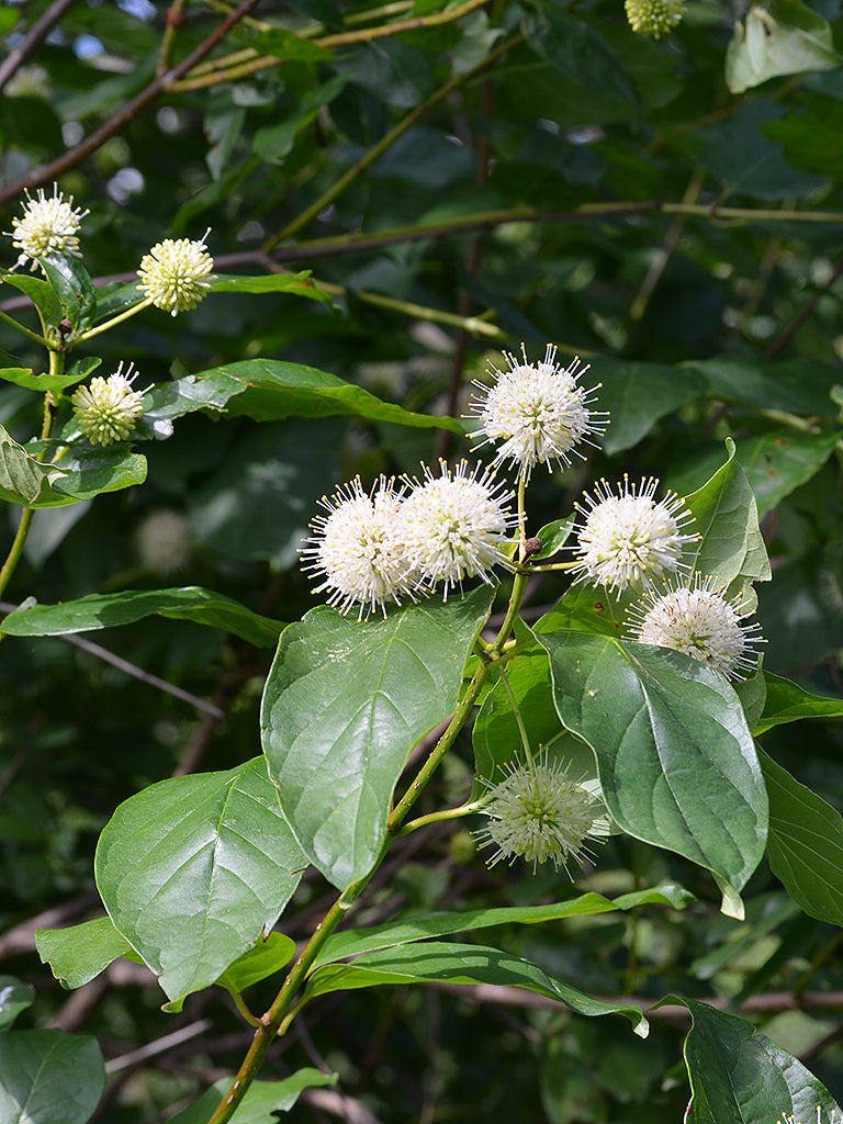 Buttonbush (Cephalanthus occidentalis)