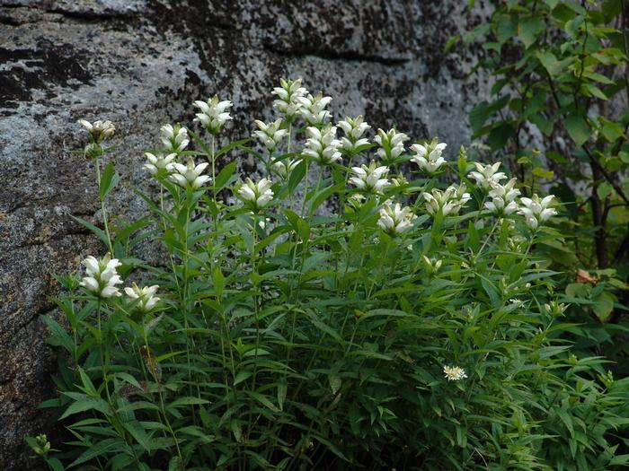 Turtlehead (Chelone glabra)