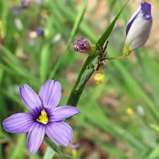 Blue-Eyed Grass (Sisyrinchium bermudiana)
