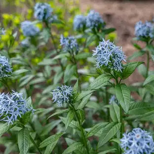Eastern Bluestar (Amsonia tabernaemontana)