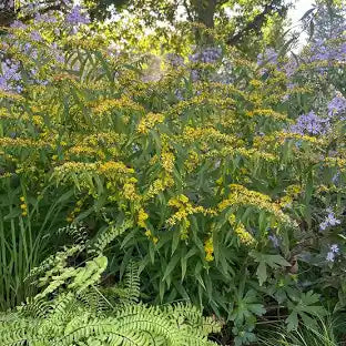 Blue-Stemmed Goldenrod (Solidago caesia)