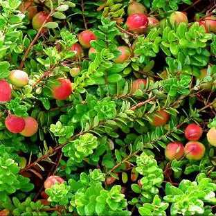 Cranberry (Vaccinium macrocarpon)