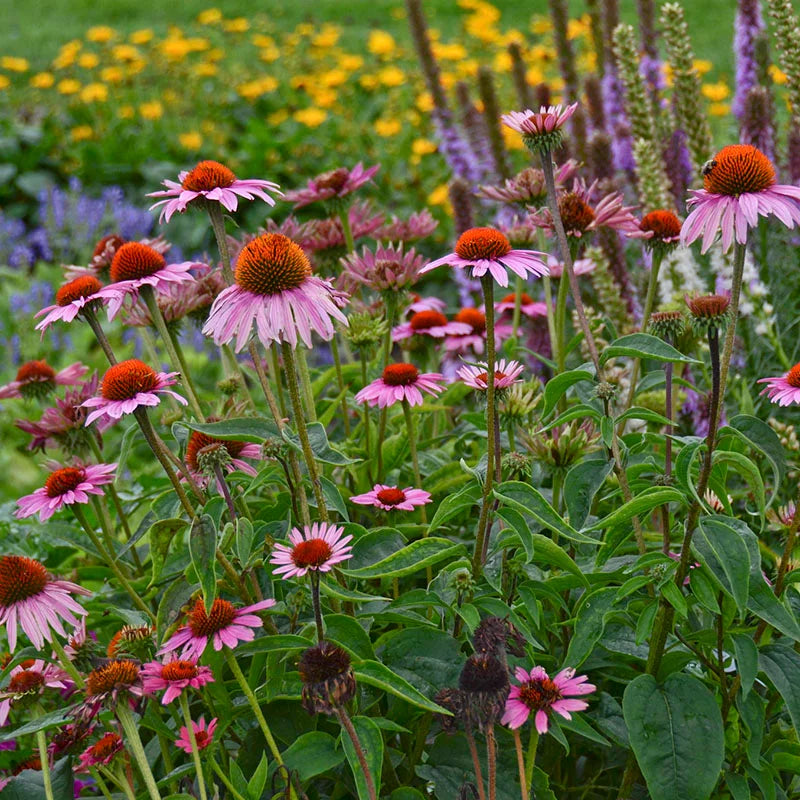 Purple Coneflower (Echinacea purpurea)