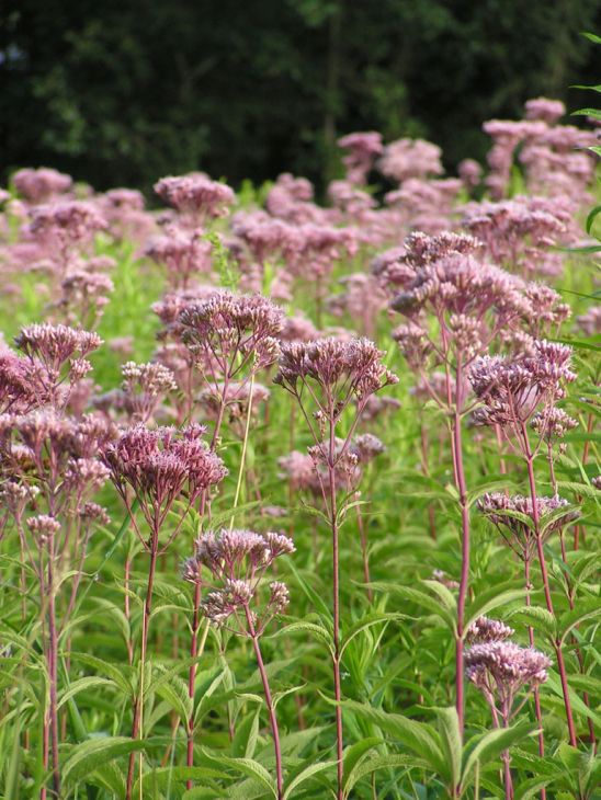 Joe-Pye Weed (Eutrochium maculatum)