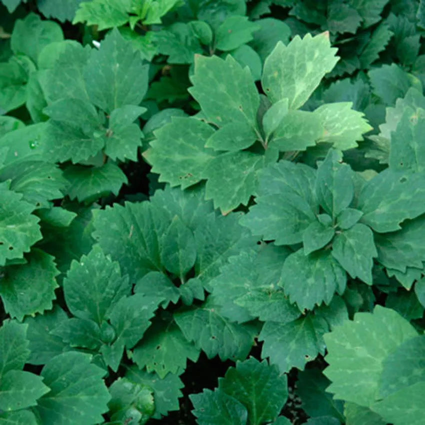 Allegheny Spurge (Pachysandra procumbens)