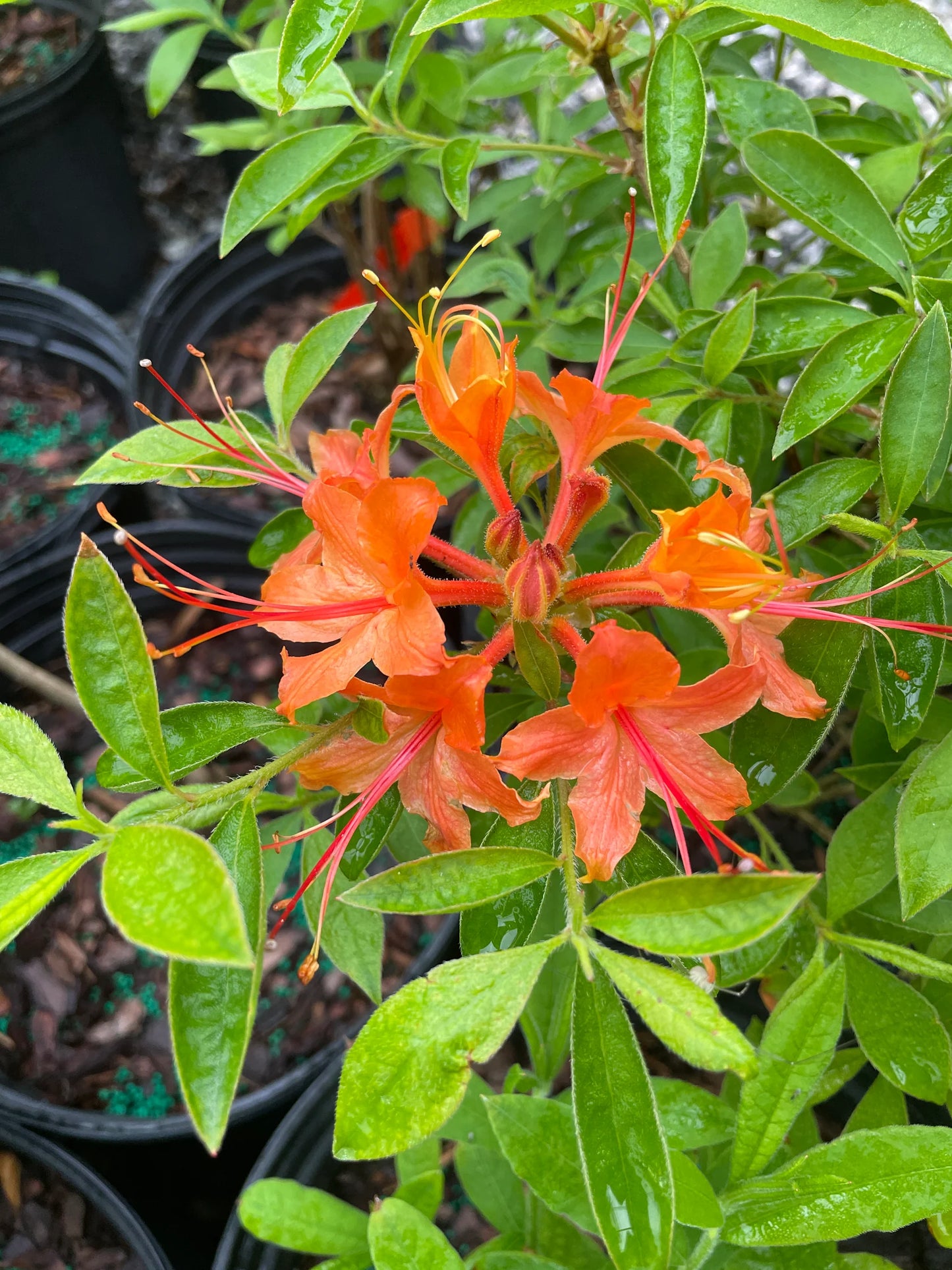 Flame Azalea (Azalea calendulaceum; Rhododendron calendulaceum)