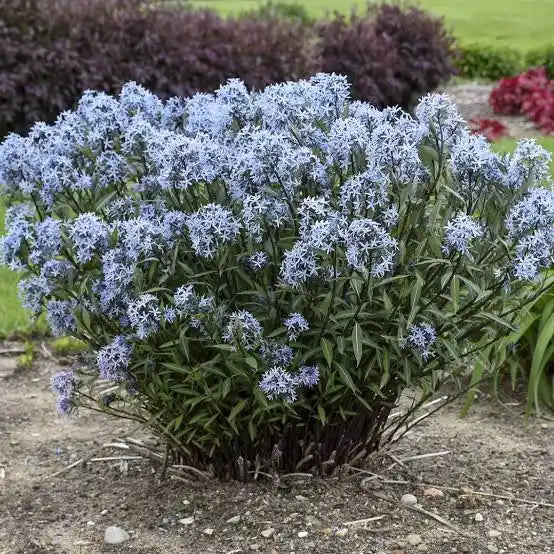 Eastern Bluestar (Amsonia tabernaemontana)