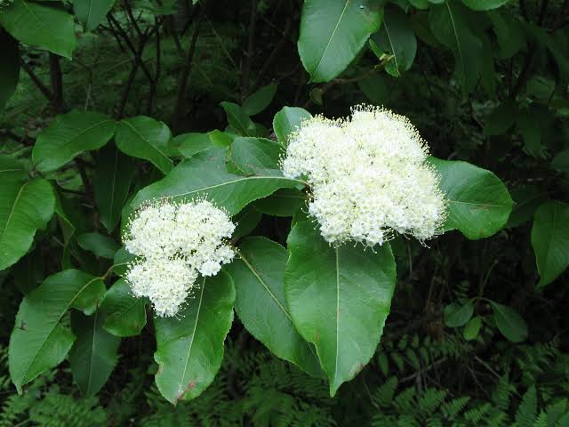 Witherod Viburnum (Viburnum cassinoides)