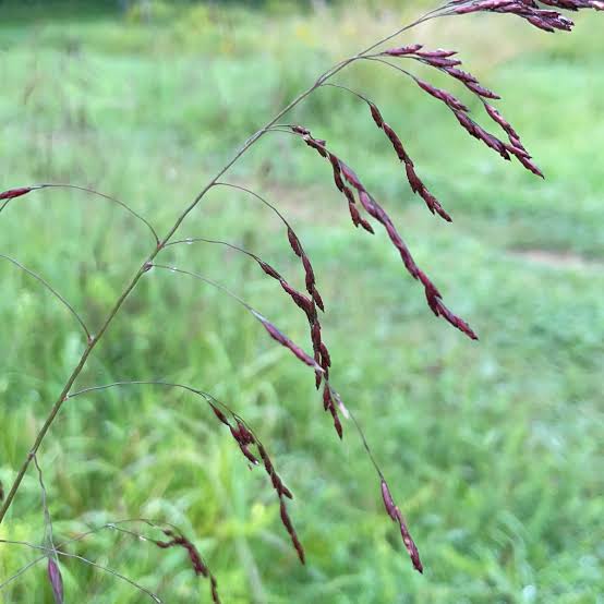 Purpletop (Tridens flavus)