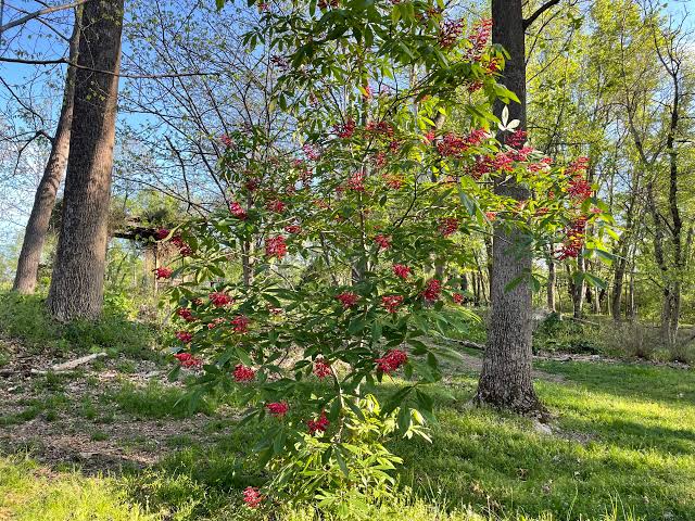 Red Buckeye (Aesculus pavia)