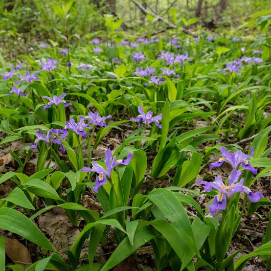 Dwarf Crested Iris (Iris cristata)