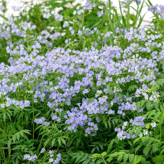 Mel's Soft Landings Plant Kit