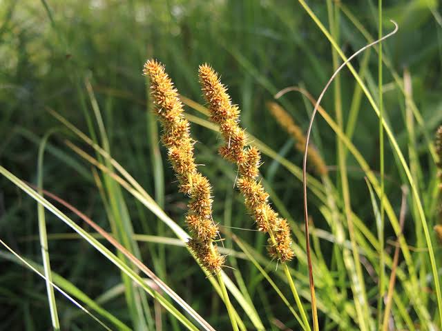 Fox Sedge (Carex vulpinoidea)