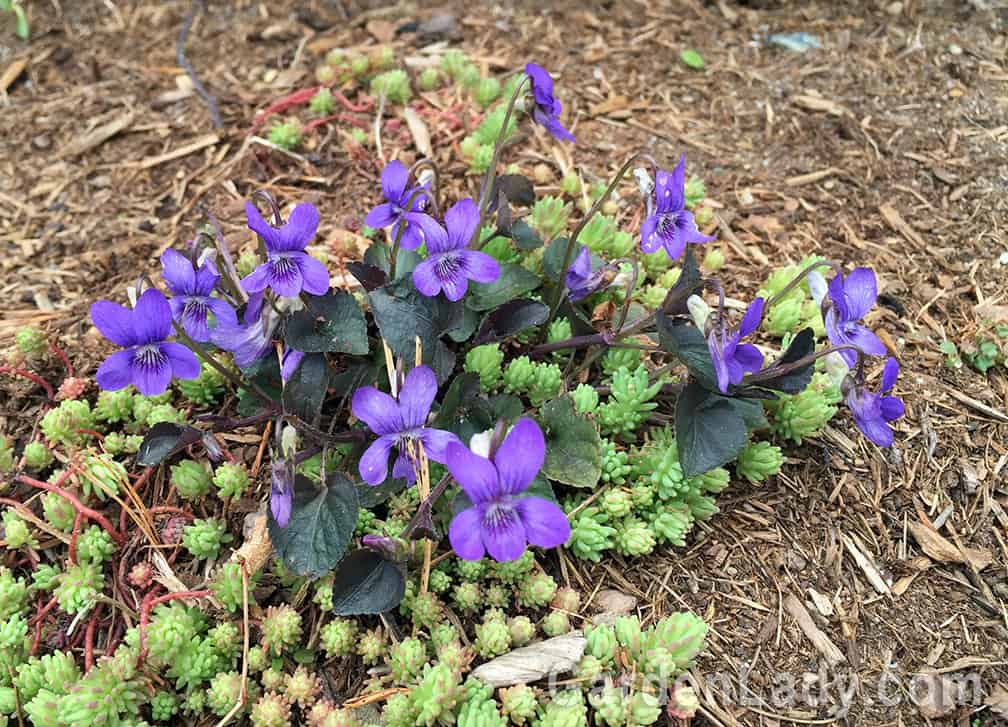 Labrador Violet (Viola labradorica)