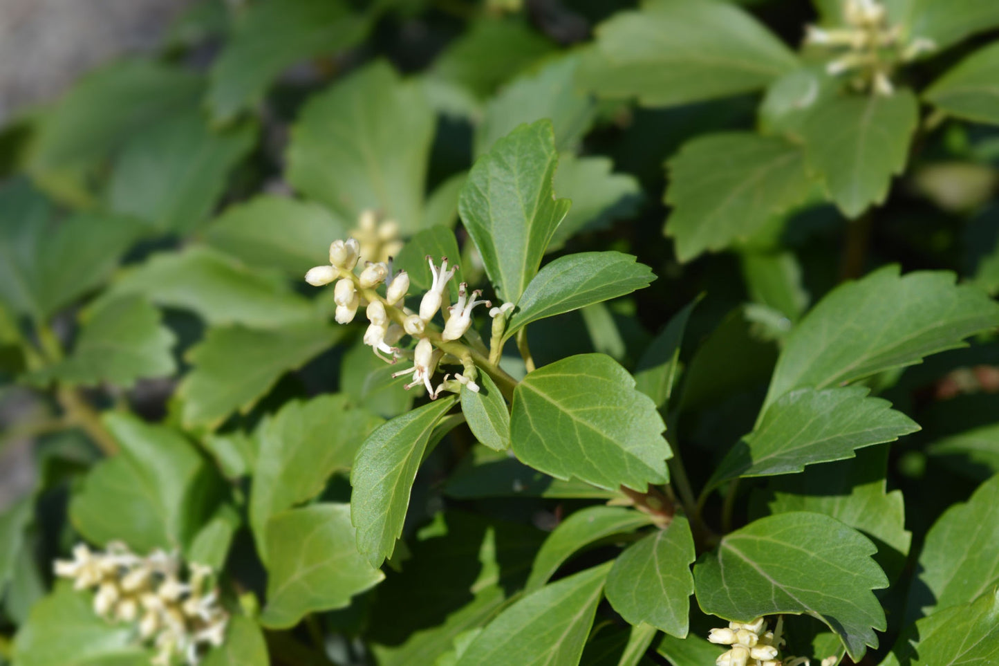 Allegheny Spurge (Pachysandra procumbens)