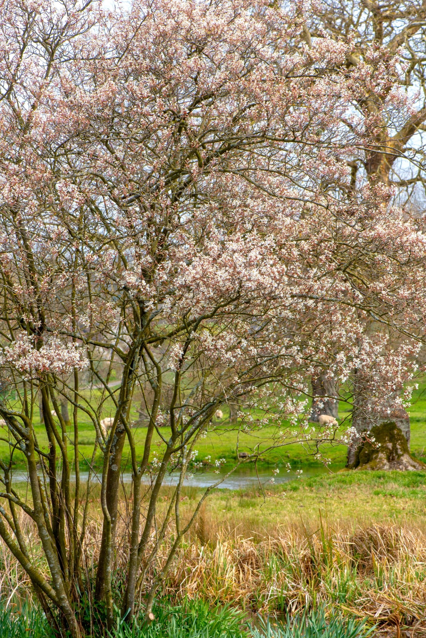 Allegheny Serviceberry (Amelanchier laevis)